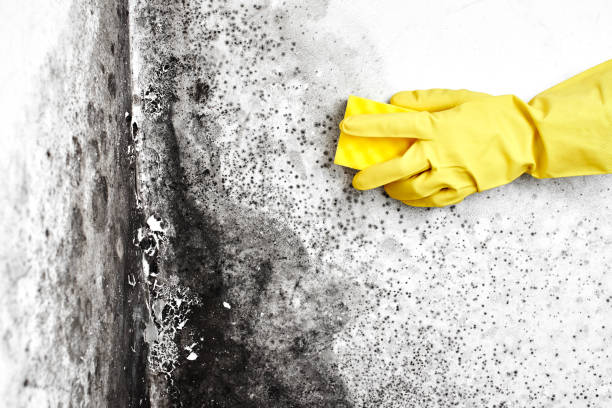 Mold Inspection, Removal & Remediation